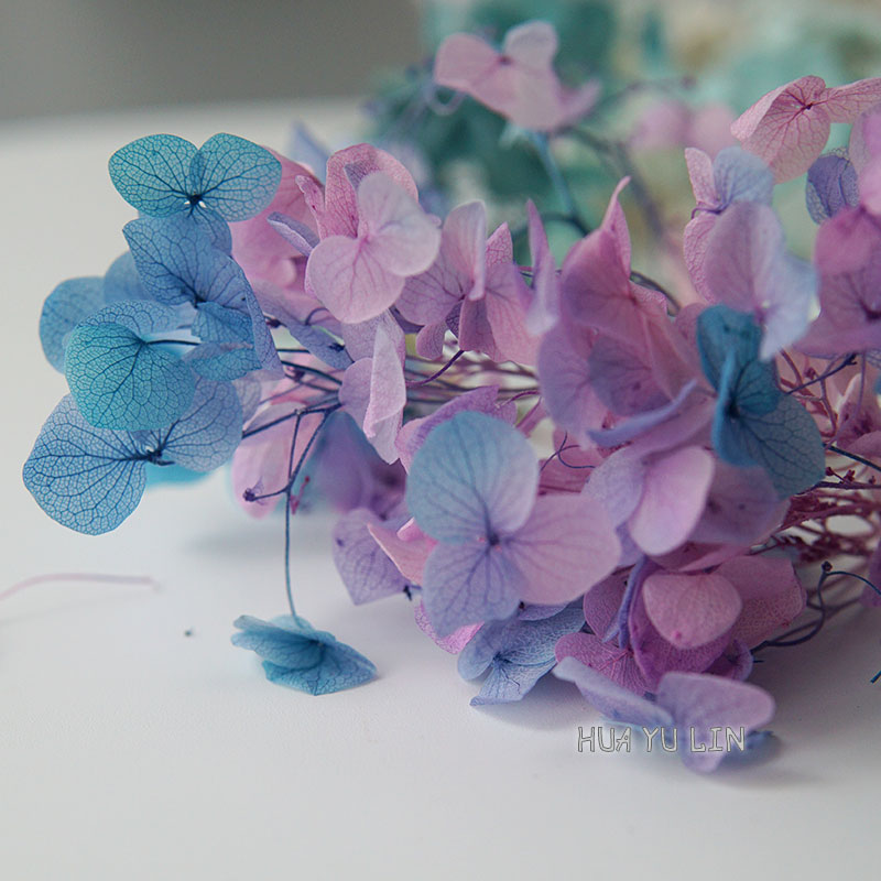 Baby Breath Dried - Flores Secas de Hortensia con Degradado
