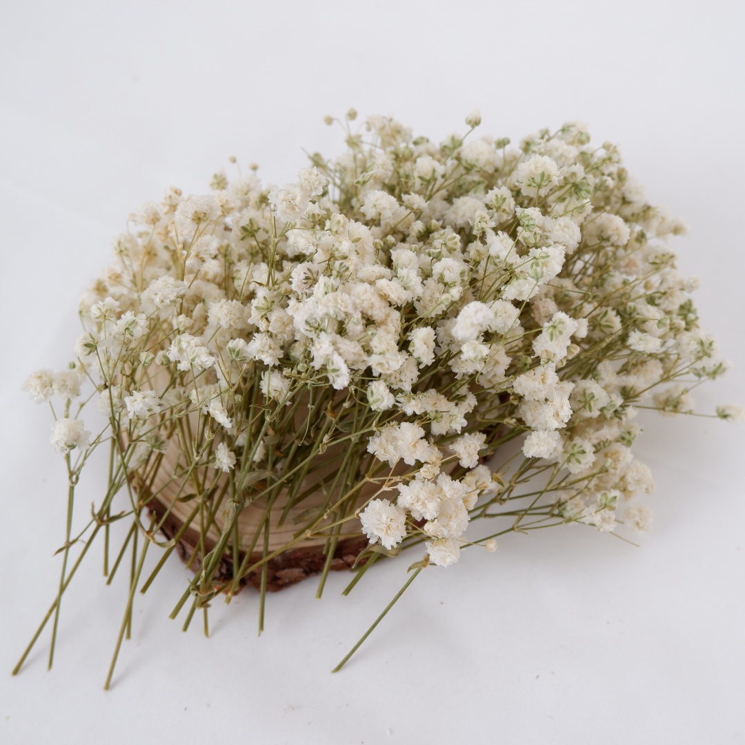 Flores secas Mini flores secas - Baby Breath Dried reseña y precio